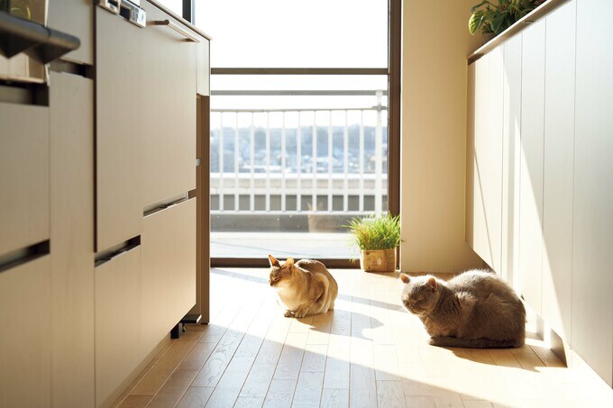 ひなたぼっこ中のネコたち