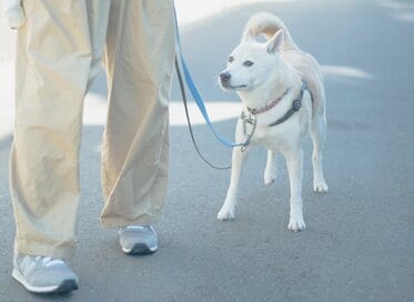 犬がシニアになって変わった「散歩速度」。長く一緒にいるために心がけたいこと
