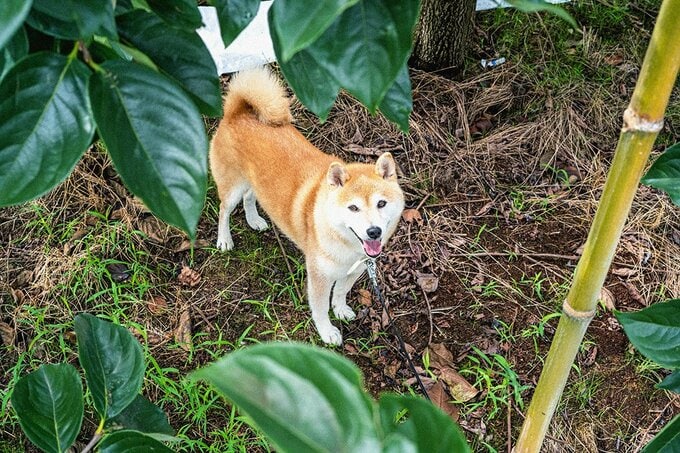 葉っぱの隙間に犬