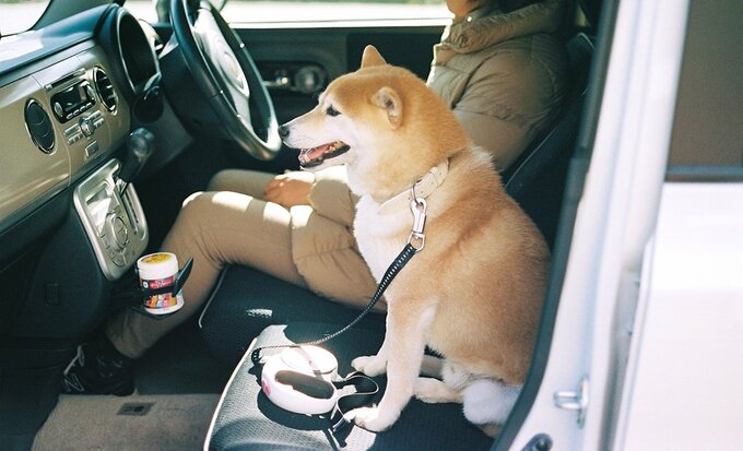 クルマの助手席に犬