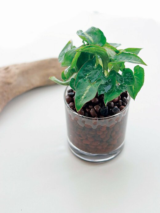 ハイドロカルチャー