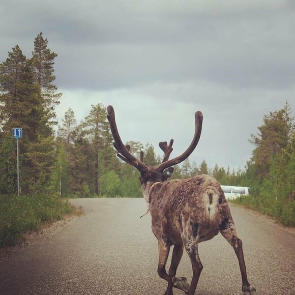 トナカイの後ろ姿