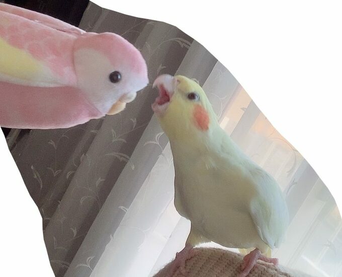 インコのぬいぐるみとオカメインコ