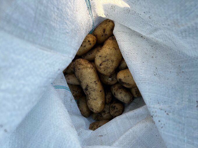 畑で採れたジャガイモ