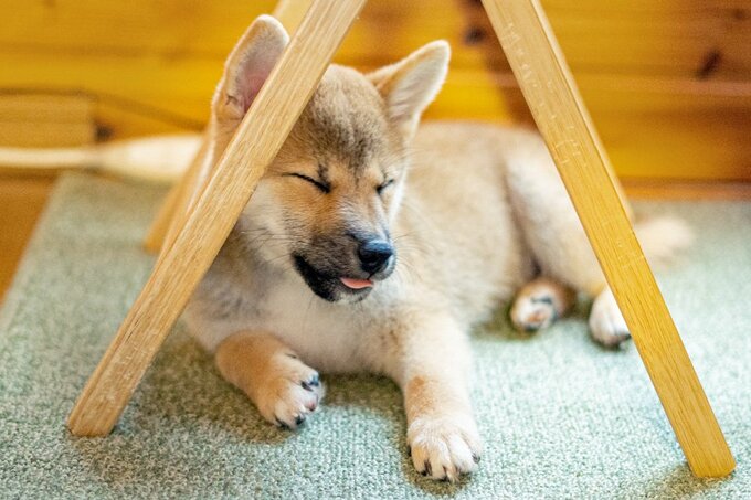 目を閉じる子犬