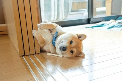 犬と似ているようで似ていない彼との再会。胸躍ったある二日間のこと