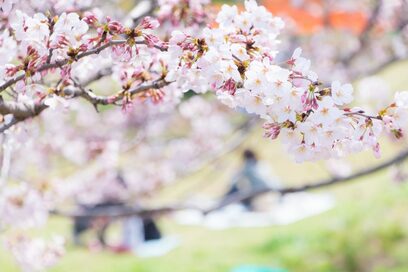 花見の宴会で○○ジュースをお酒の前後に飲むと悪酔い防止になる!!