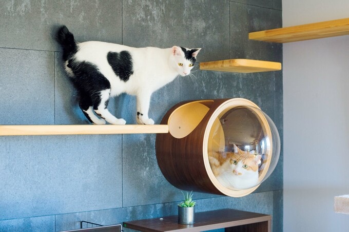 キャットウォーク