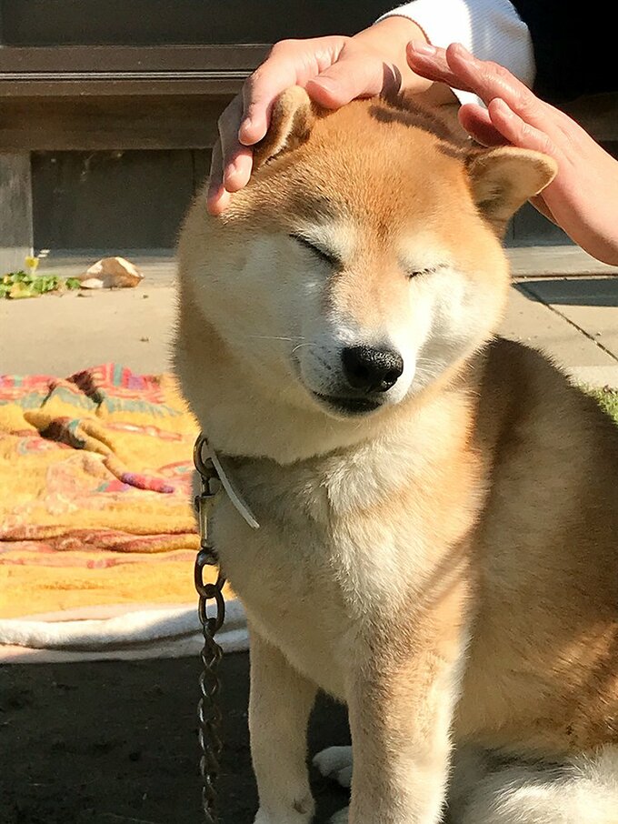 目をつぶってなでられる犬