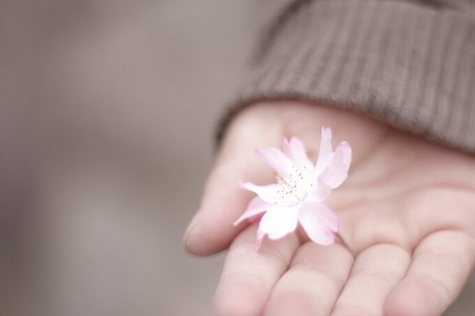 手のひらに乗せた桜