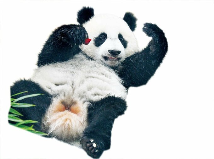 パンダ
