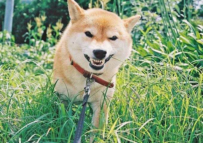 犬の写真を上手に撮るコツ 会話感覚でカメラ目線に Inubot回覧板 Esseonline エッセ オンライン