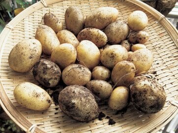 家族で盛り上がる「ジャガイモ」のベランダ栽培、土の袋をそのまま鉢にすればラク！