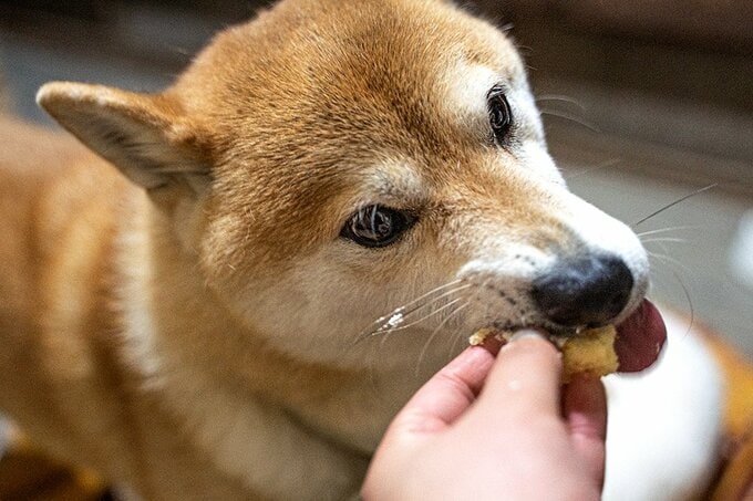 犬用モンブランを食べる犬