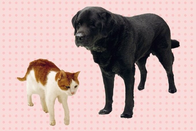 犬とネコ