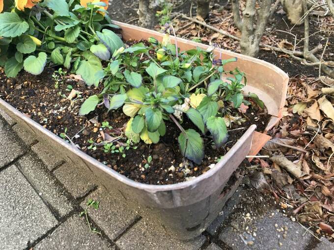 放置されたプランター