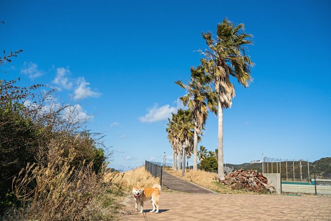 初めて犬と訪れた和歌山の海 はしゃぐ姿が超絶かわいい Esseonline エッセ オンライン