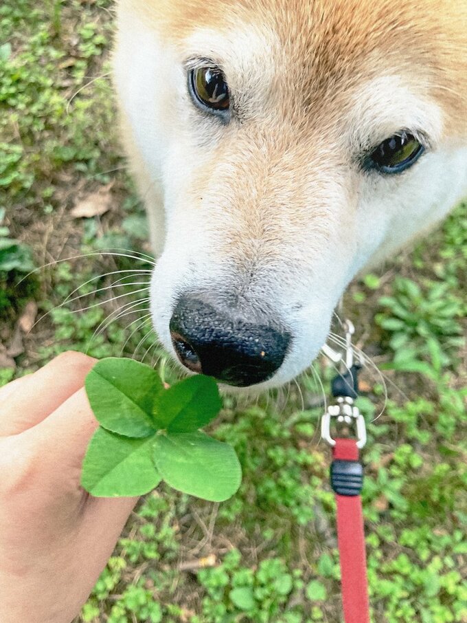 四つ葉と犬