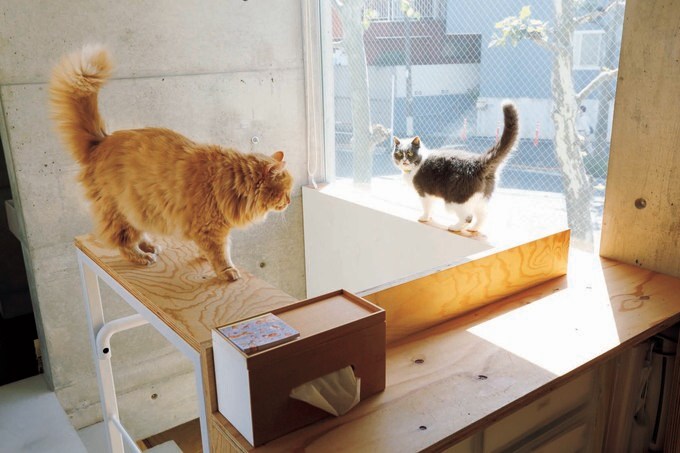 猫の居場所