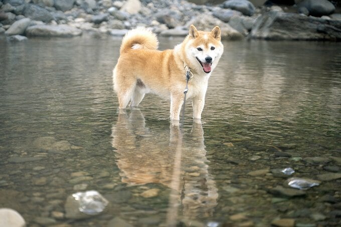 犬の川遊び