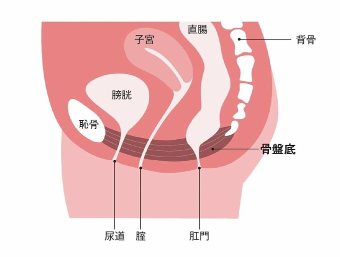 骨盤底のイラスト解説