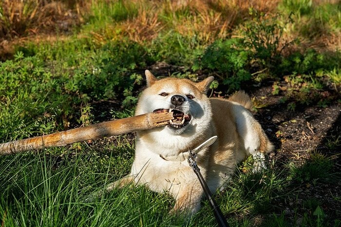 デザインと、その 本・雑誌・漫画 【極美品】すぐ使える犬のX線