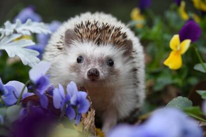 ハリネズミはトレーニング中！動物たちの冬の最新ショット