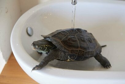 【マンションリノベ実例】マンションなのに!?「クサガメ」の散歩や甲羅干しができる家