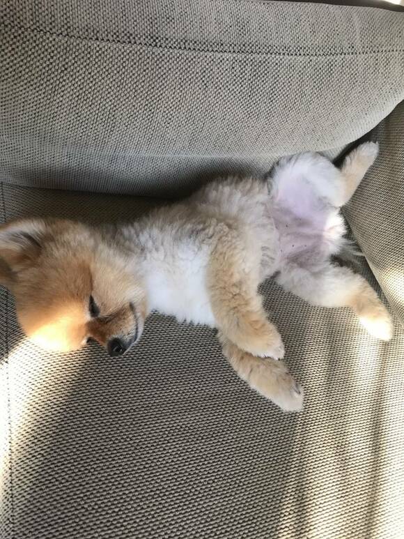 ソファで寝る犬