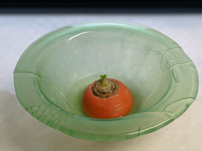 再生栽培中のニンジン