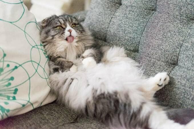 背もたれに体を預ける