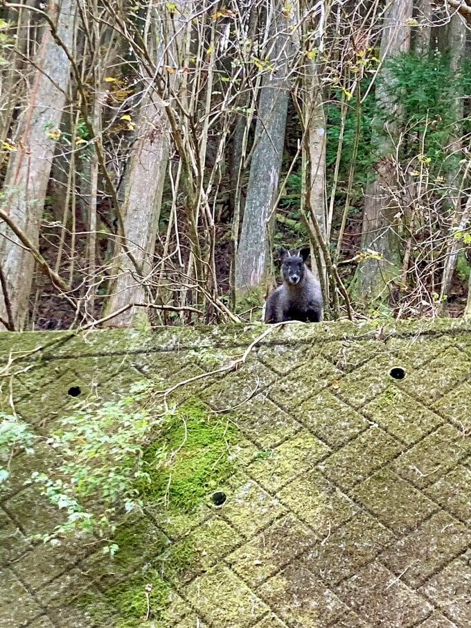 野生のカモシカ
