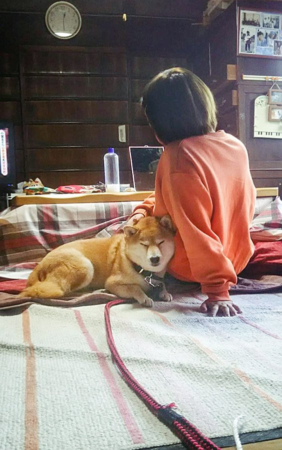 犬シックは悪化