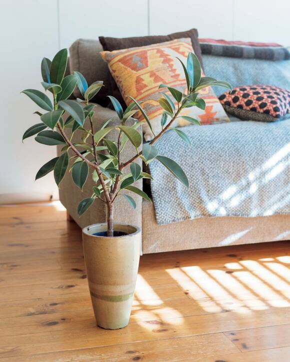 ソファ前の植物