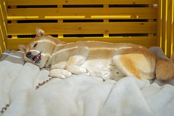 黄色小屋にのびる犬