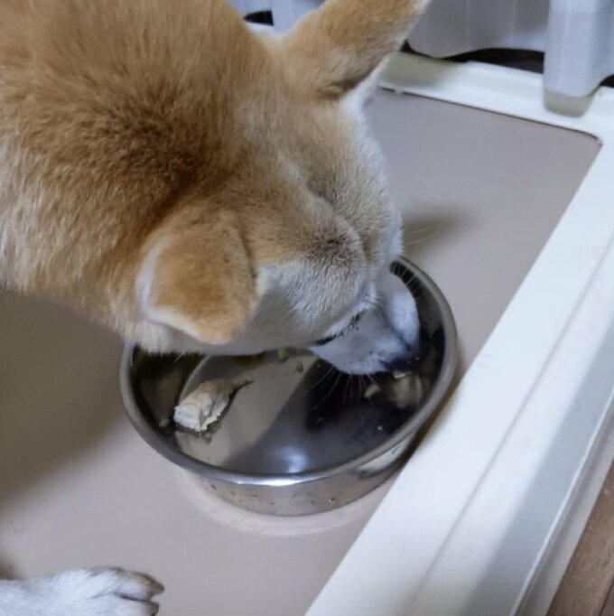 ご飯をたべる犬