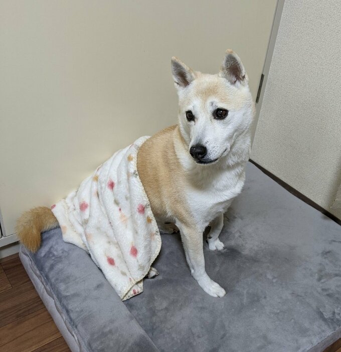 毛布をかける犬