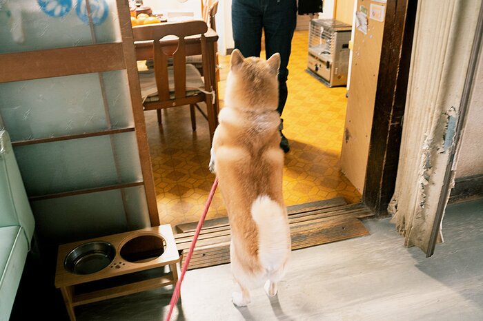 犬が吠えたある日の夜のこと。私以外が知っていた犬の二面性を垣間見る