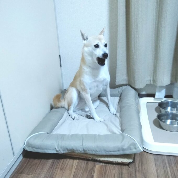 なにかに驚くふうちゃん