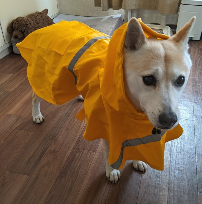 レインコートを着た犬