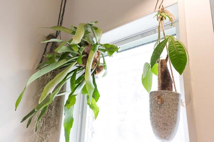 室内に飾られたグリーン