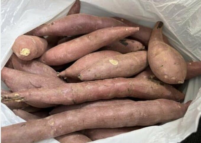 秋の味覚「サツマイモ」