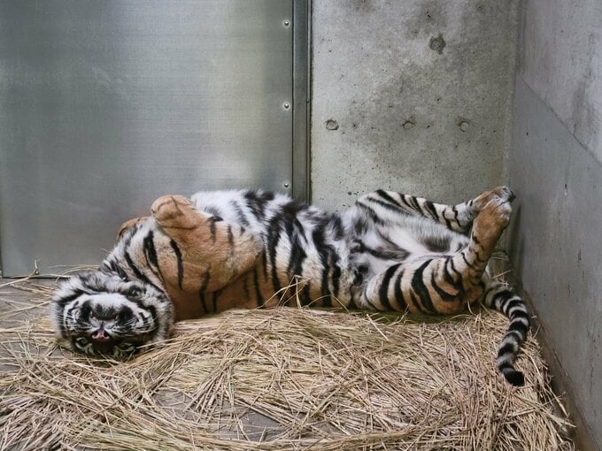 へそ天するトラ