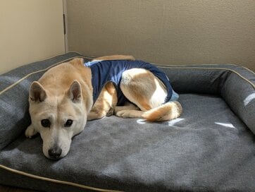 シニア犬になって現れた少しの違和感。「甘えん坊になった？」と思っていたが…