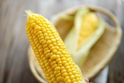 旬のトウモロコシは、ほうろうバットを使えばたった5分でプリップリにゆでられる！