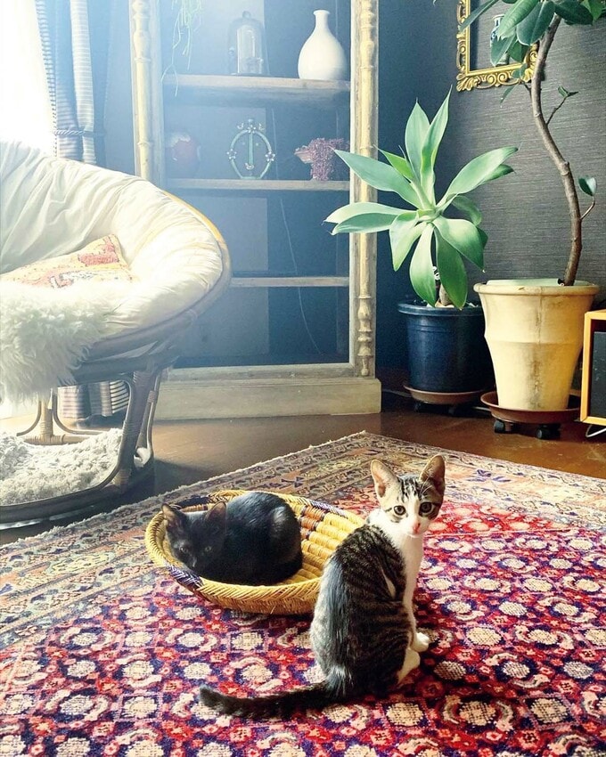 迎え入れてすぐの頃の雨と麦