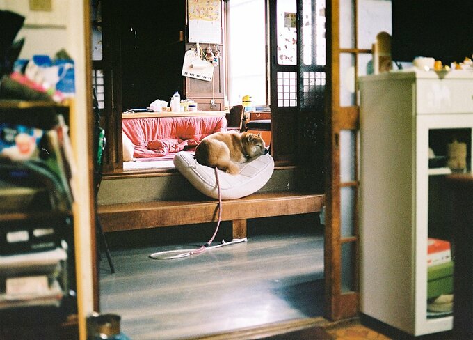 座って寝ている犬