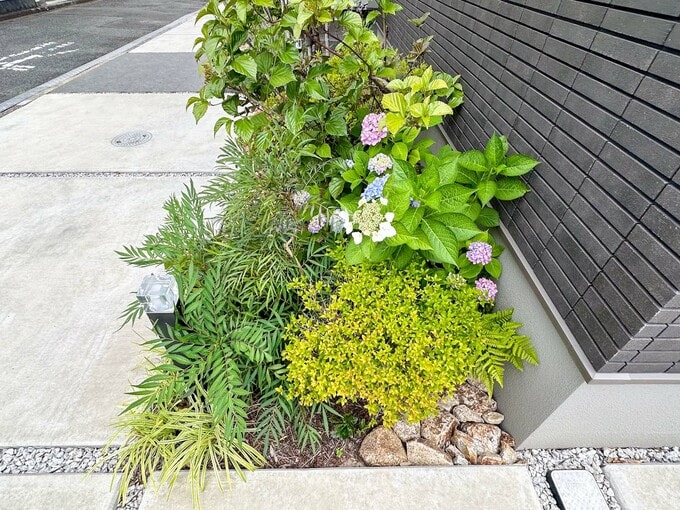 横から見た植栽