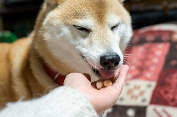 ごちそうを食べる犬