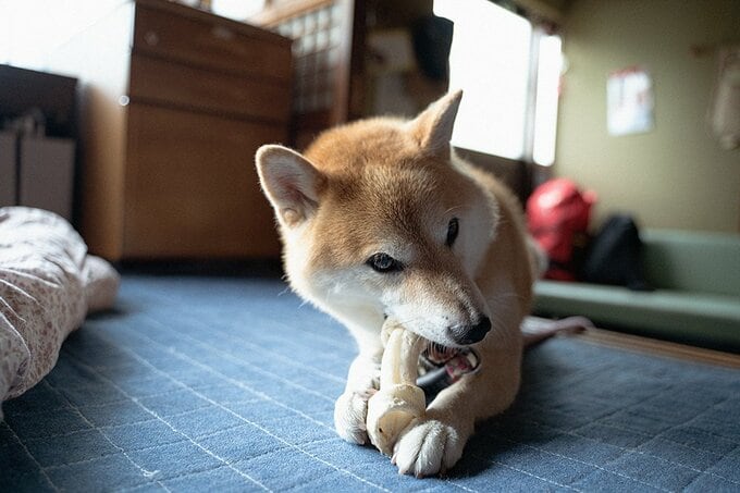 犬を育てるということは悩みがつきないもの